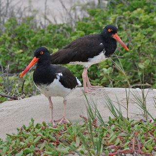 Galapagos - Isabela - American Oystercatchers
